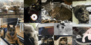 Collage of Dogs and Cats