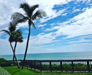 Palm Trees in Boca Raton Florida